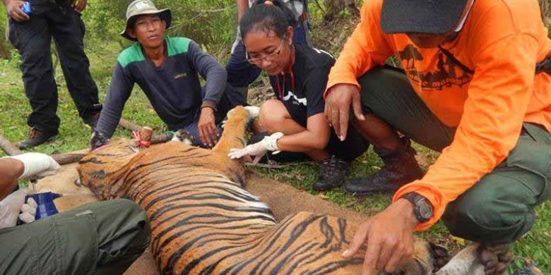 Yanti-dan-Harimau-Sumatera-yang-Sekarat.jpg
