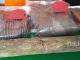 Barang Bukti Pembunuhan Bermotif Asmara