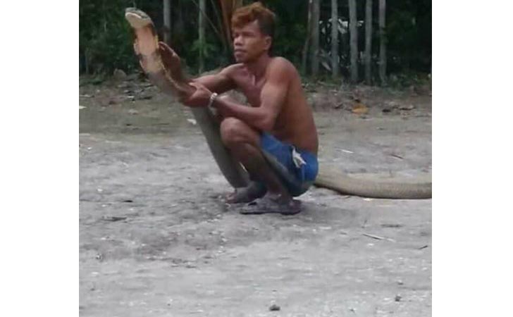 Rajo King Cobra dari Desa Mentulik, Sungai Pagar 