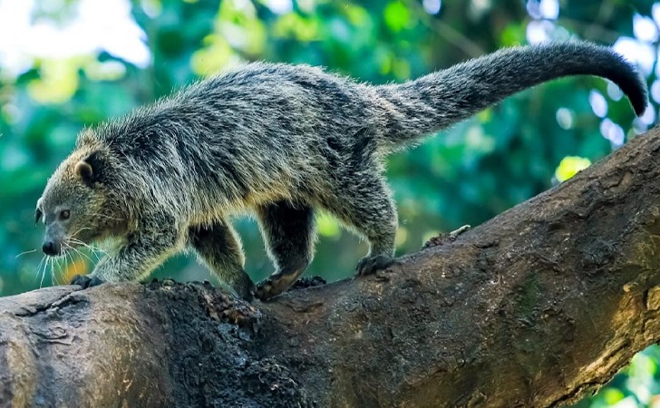 Binturong