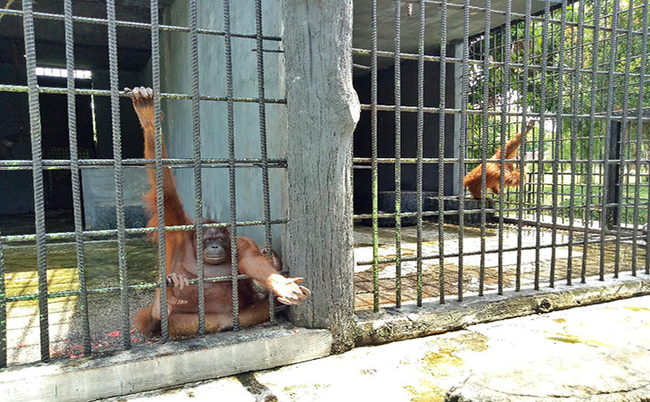 Bonbin Kasang Kulim