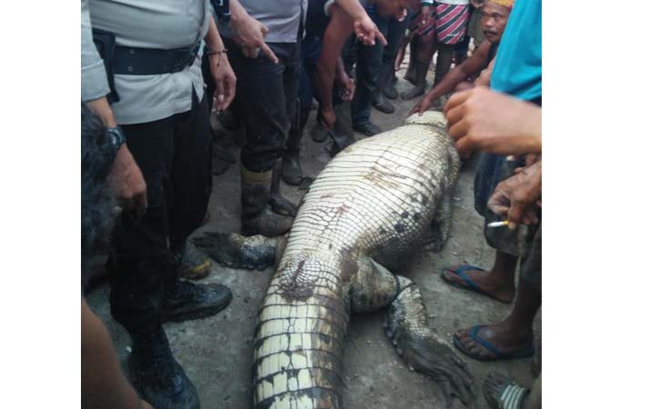 Buaya Pemangsa Manusia