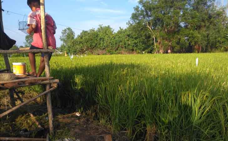 Plot Budidaya Padi di Lahan Pasang Surut