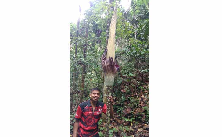 Bunga Bangkai Tertinggi di Dunia 