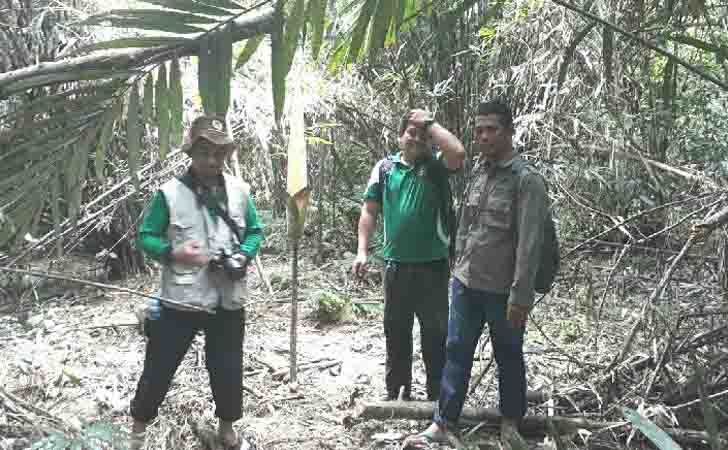 Bunga Bangkai Tertinggi di Dunia 