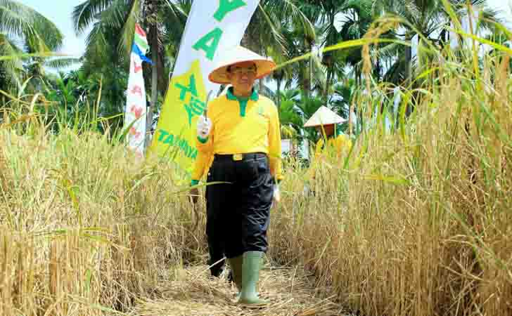 Bupati Inhil, HM Wardan Panen Raya 