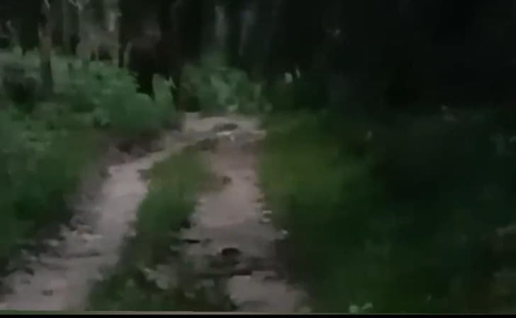 Dua-gajah-liar-di-kebun-sawit.jpg