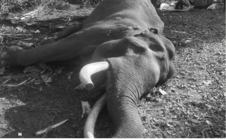 Gajah-Indro.jpg