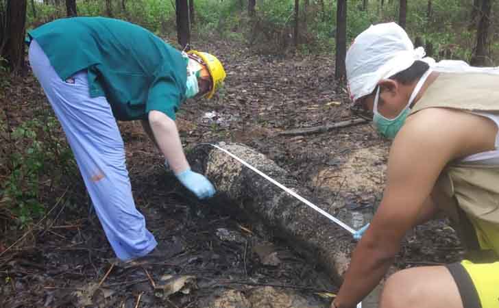 Gajah Mati di Arara Abadi