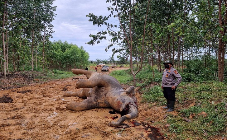 Gajah Mati