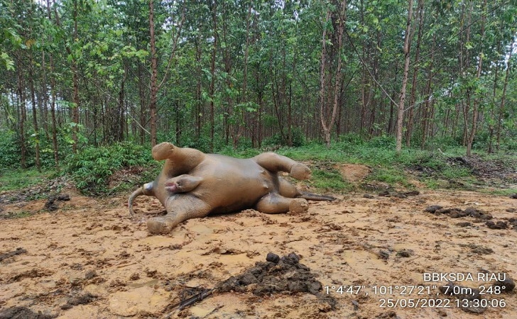 Gajah Mati2