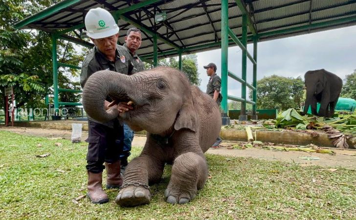 Gajah ukui5