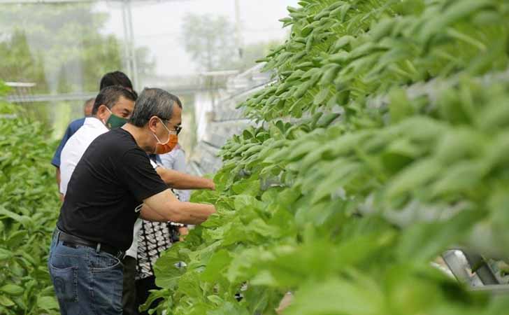 Syamsuar Panen Sayur Gubernur Riau Panen Hasil Tani