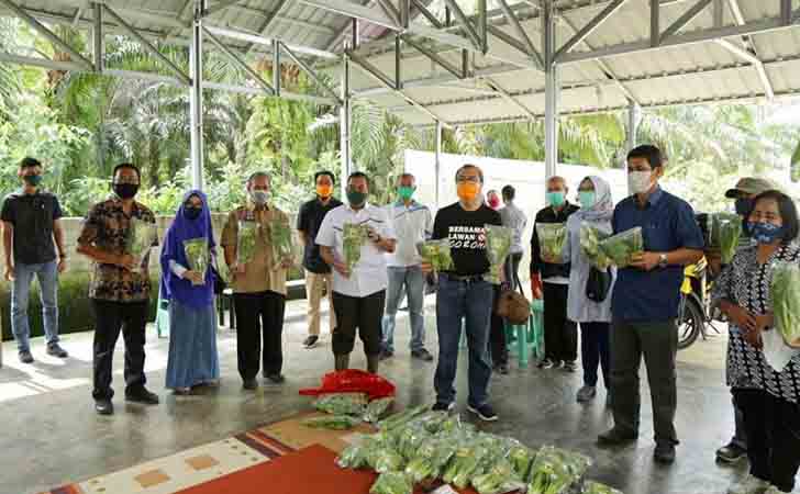 Syamsuar Perlihatkan Sayur Gubernur Riau Panen Hasil Tani