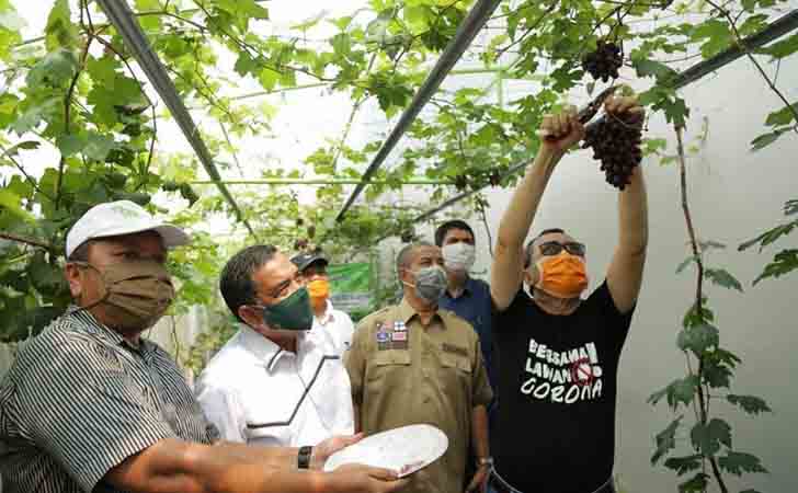 Gubernur Riau dan Anggur Gubernur Riau Panen Hasil Tani