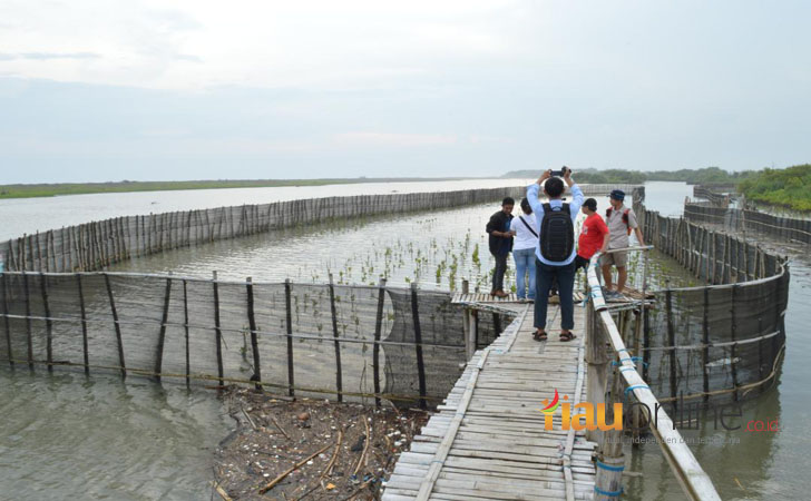 Hutan Mangrove Yogya1