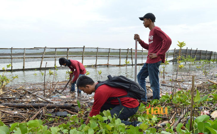 Hutan Mangrove Yogya2