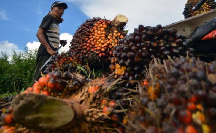 Ilustrasi-petani-sawit4.jpg