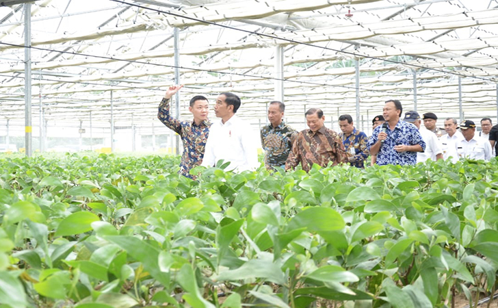 Jokowi di Lokasi pembibitan pabrik APR