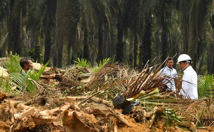 Jokowi resmikan peremajaan Sawit3