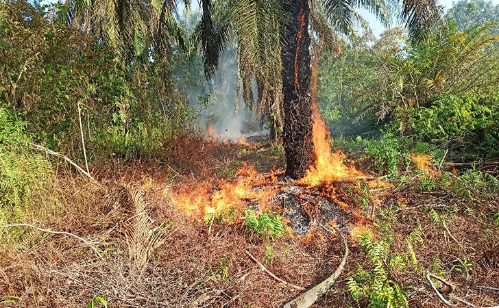 Kebakaran Hutan dan Lahan7