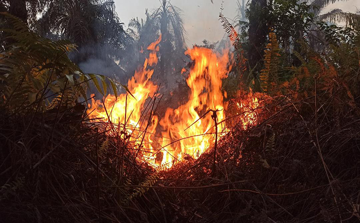 Kebakaran hutan dan lahan5