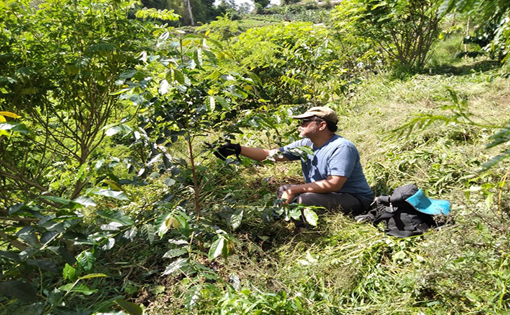 Kebun Kopi Kopi Sarongge