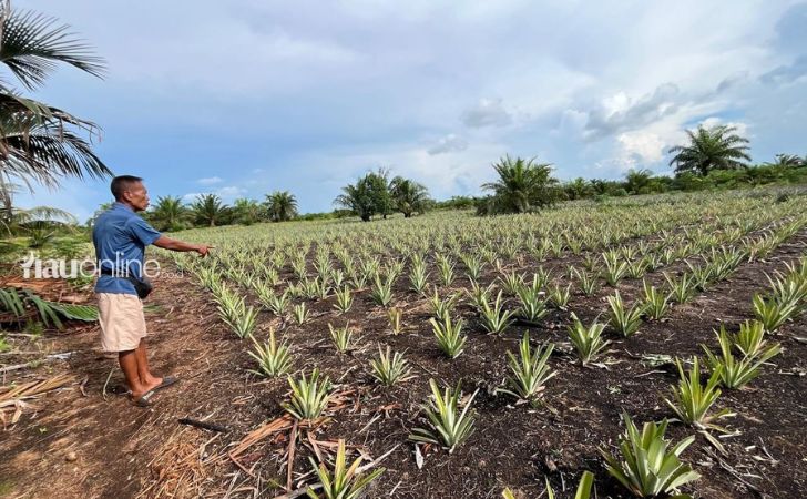 Kebun nanas siak2