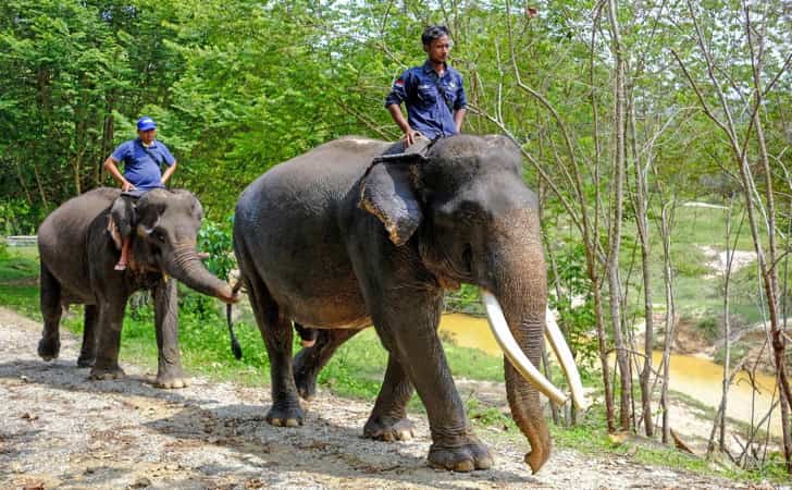 Konservasi Gajah1