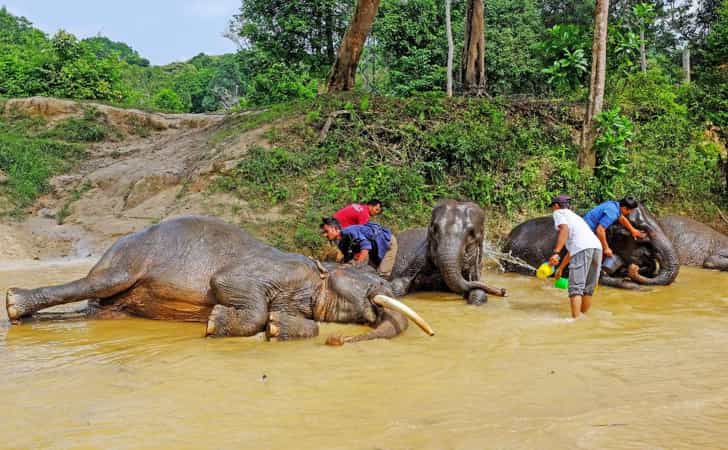 Konservasi Gajah2