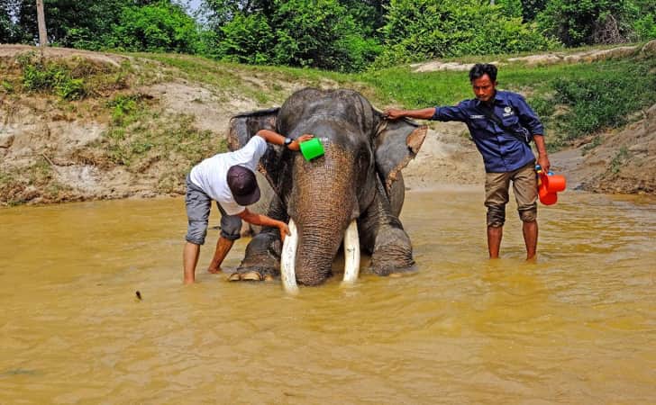 Konservasi Gajah3