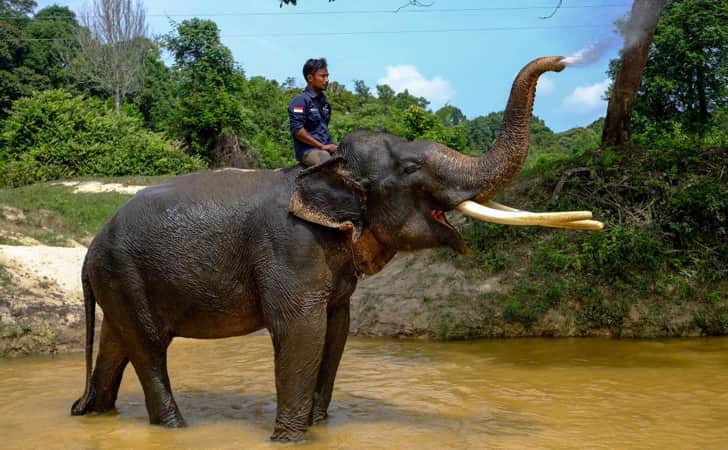 Konservasi Gajah4