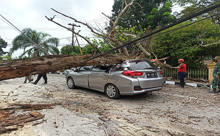 Mobilio tertimpa pohon3