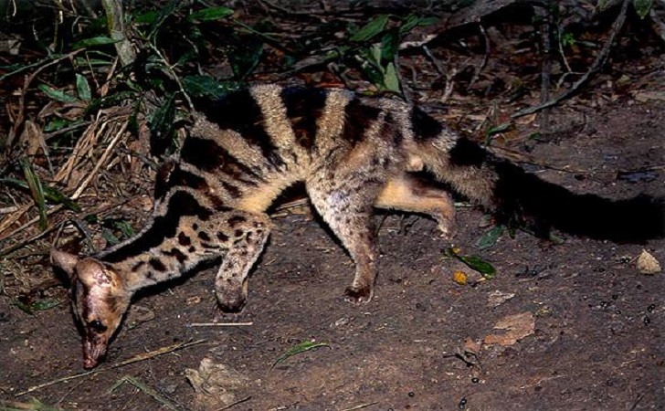 Musang Belang