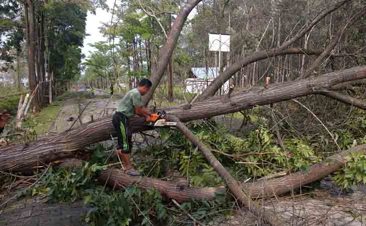 Pohon Tumbang