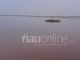 Pulau Muncul atau Timbul di Sungai Kampar