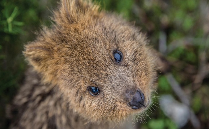 Quokka