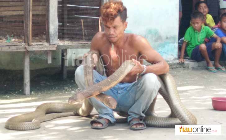 Ice, Rajo King Cobra dari Desa Mentulik, Kampar