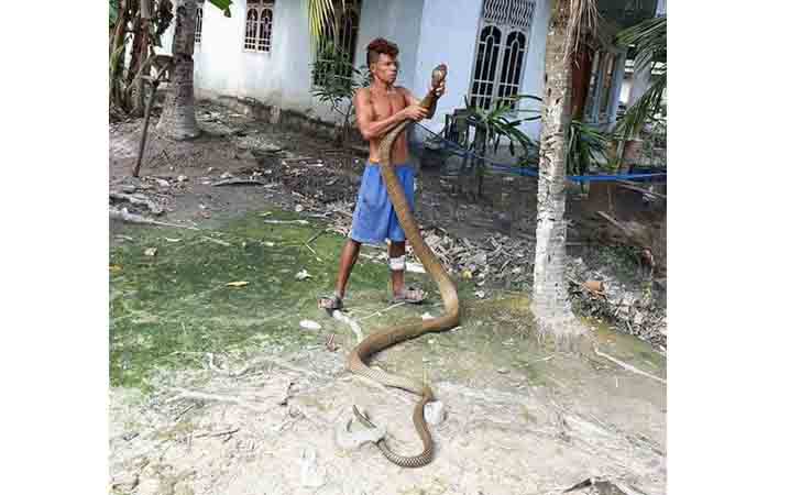 Rajo King Cobra dari Desa Mentulik, Sungai Pagar 