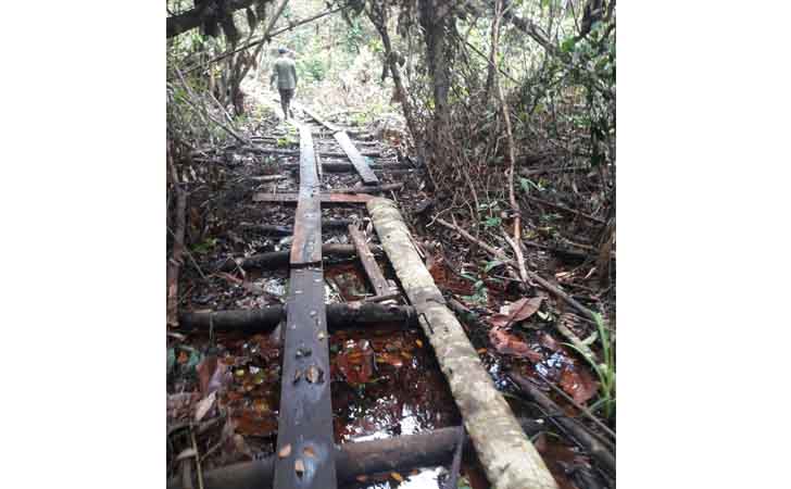 Illegal Logging di Cagar Biosfer Giam Siak Kecil 