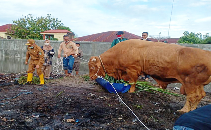 Sapi Limosin2