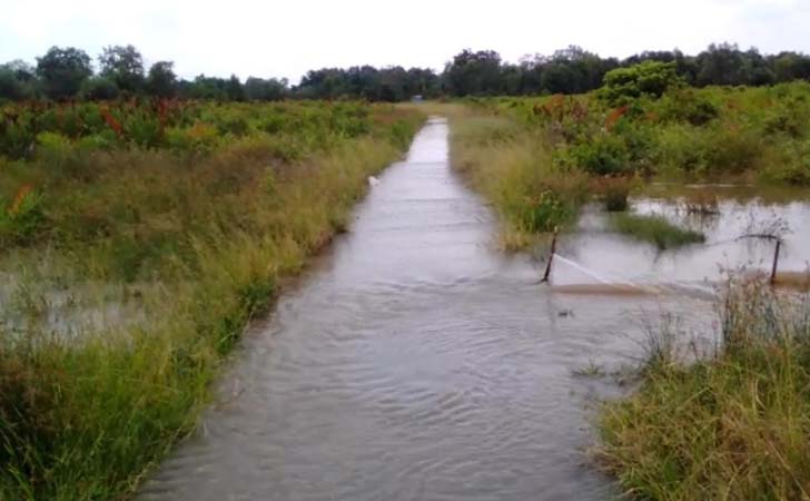 Sawah Terendam Air Laut