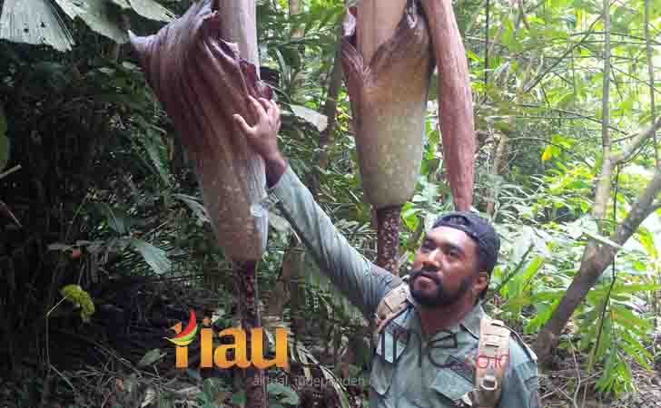 Bunga Bangkai Tertinggi di Dunia 