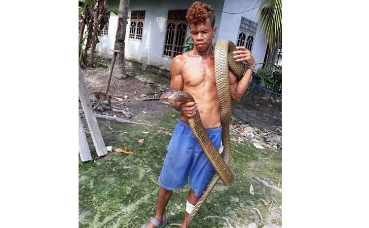 Rajo King Cobra dari Desa Mentulik, Sungai Pagar 