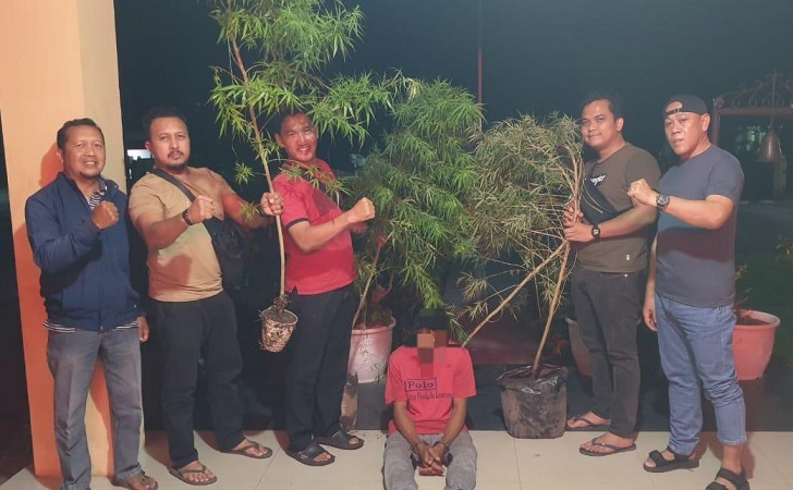 Warga-siak-hulu-ditangkap-tanam-ganja.jpg