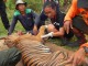 Yanti dan Harimau Sumatera yang Sekarat