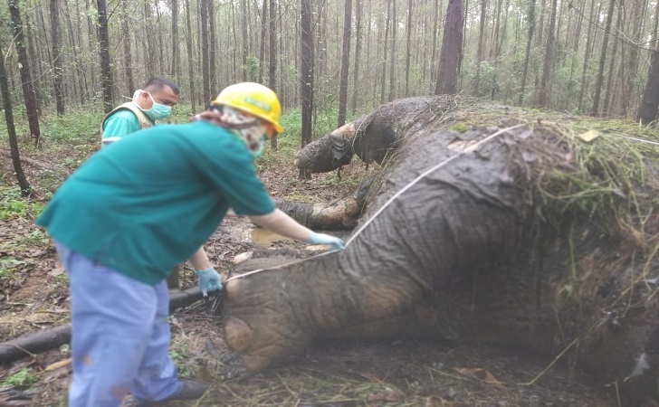 gajah mati lagi