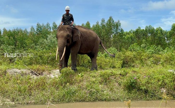 gajah ukui-3
