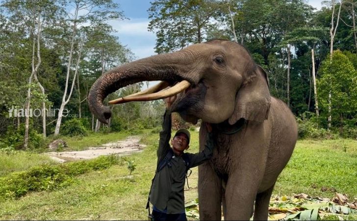 gajah ukui2