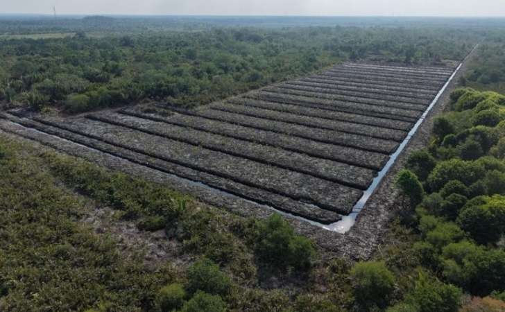 hutan-mangove-dirusak2.jpg